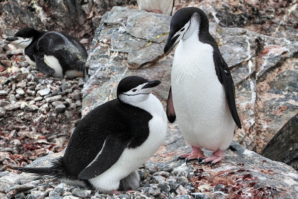 Day14_ElephIs_PtWild_5590 (2).jpg - Chinstrap Penguins with Chick, Point Wild, Elephant Island, South Shetlands
